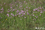 Engels gras (Armeria maritima)