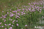 Engels gras (Armeria maritima)