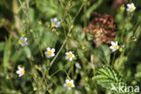 Geelhartje (Linum catharticum)