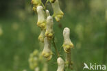 Gele monnikskap (Aconitum vulparia)