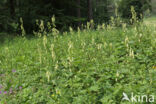 Gele monnikskap (Aconitum vulparia)