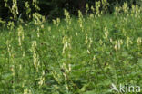 Gele monnikskap (Aconitum vulparia)