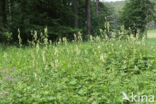 Wolfsbane (Aconitum vulparia)