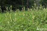 Wolfsbane (Aconitum vulparia)