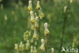 Gele monnikskap (Aconitum vulparia)