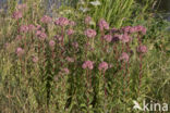 Hemelsleutel (Sedum telephium)