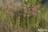 Orpine (Sedum telephium)