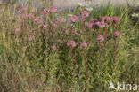 Hemelsleutel (Sedum telephium)