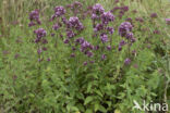 Wilde marjolein (Origanum vulgare)