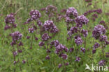 Wild Marjoram (Origanum vulgare)