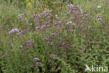 Wild Marjoram (Origanum vulgare)