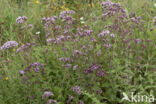 Wild Marjoram (Origanum vulgare)