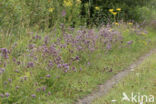 Wilde marjolein (Origanum vulgare)