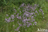 Wild Marjoram (Origanum vulgare)