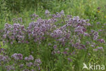 Wild Marjoram (Origanum vulgare)