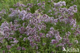 Wilde marjolein (Origanum vulgare)