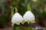 Lenteklokje (Leucojum vernum)