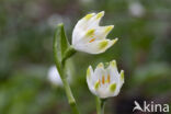 Lenteklokje (Leucojum vernum)