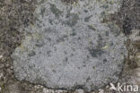 Porpidia lichen (Porpidia tuberculosa)