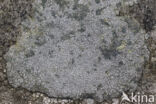 Porpidia lichen (Porpidia tuberculosa)
