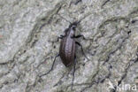 kettingschallebijter (carabus granulatus)