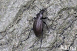 kettingschallebijter (carabus granulatus)