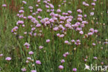 Engels gras (Armeria maritima)