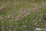 Thrift seapink (Armeria maritima)