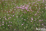 Engels gras (Armeria maritima)