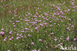 Engels gras (Armeria maritima)