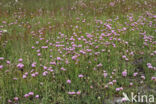 Engels gras (Armeria maritima)