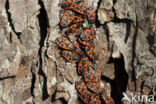Vuurwants (Pyrrhocoris apterus)