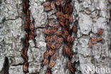 Vuurwants (Pyrrhocoris apterus)