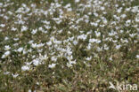 Field Mouse-ear (Cerastium arvense)