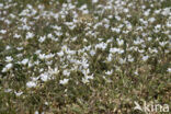 Akkerhoornbloem (Cerastium arvense)