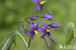 Bitterzoet (Solanum dulcamara)