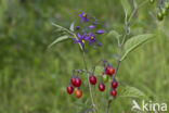 Bitterzoet (Solanum dulcamara)