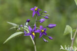 Bitterzoet (Solanum dulcamara)