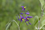 Bitterzoet (Solanum dulcamara)