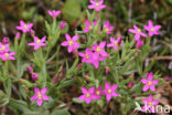 Fraai duizendguldenkruid (Centaurium pulchellum)