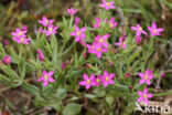 Fraai duizendguldenkruid (Centaurium pulchellum)