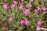 Fraai duizendguldenkruid (Centaurium pulchellum)