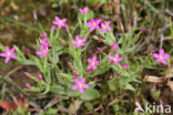 Fraai duizendguldenkruid (Centaurium pulchellum)