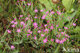 Lesser Centaury (Centaurium pulchellum)