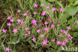 Fraai duizendguldenkruid (Centaurium pulchellum)