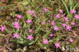 Fraai duizendguldenkruid (Centaurium pulchellum)