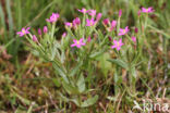 Fraai duizendguldenkruid (Centaurium pulchellum)