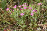 Lesser Centaury (Centaurium pulchellum)