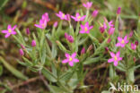 Fraai duizendguldenkruid (Centaurium pulchellum)