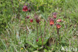 Wateravens (Geum rivale)